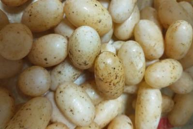 烏龜蛋吃了有什么好處和壞處