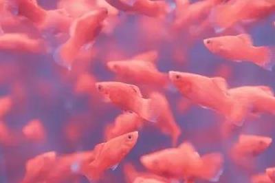 夢見雨后到處好多魚 是什么意思