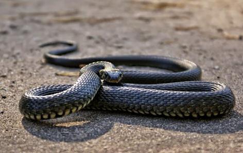 夢見蛇是什么預兆男人 男人夢到蛇有何預示