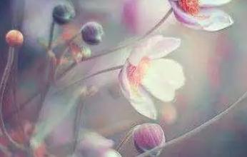 羅字開頭微信名 羅字開頭的好名字