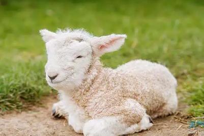 夢(mèng)到羊是什么意思,夢(mèng)見羊是什么預(yù)兆