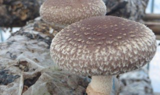 大棚香菇種植 大棚香菇種植的方法