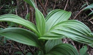 藜蘆是什么 藜蘆介紹