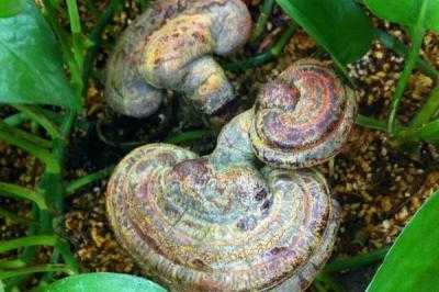 靈芝怎么種植 靈芝種植技術(shù)