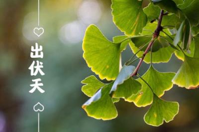 出伏是什么季節2023?出伏要注意什么?