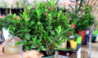 虎刺梅花的養殖方法 虎刺梅花按如下方法養殖