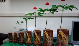 人參盆栽怎么栽培 人參盆栽如何養