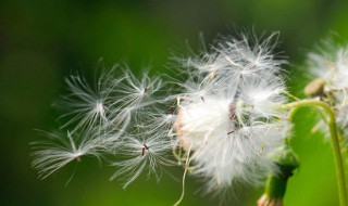 植物傳播種子的辦法 植物傳播種子的辦法分享