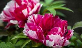 火祭的養殖方法和注意事項 養殖火祭的方法跟須知