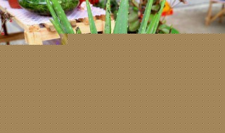 蘆薈的種類 蘆薈的種類有哪些