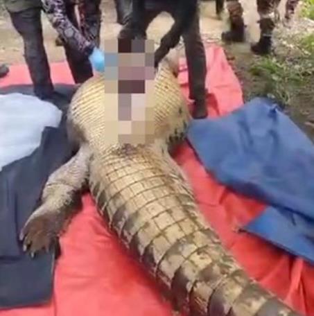 老人失蹤4天在鱷魚胃中發現遺骸 該鱷魚長超4米重約800公斤