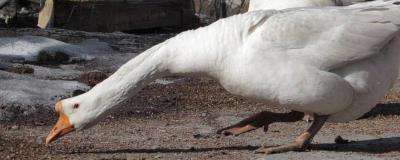 大鵝怎么分公母，圖解告訴你