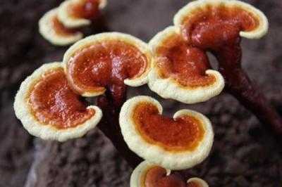 靈芝怎么種植 靈芝種植技術(shù)