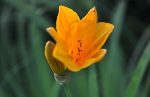 萱草花歌曲歌詞