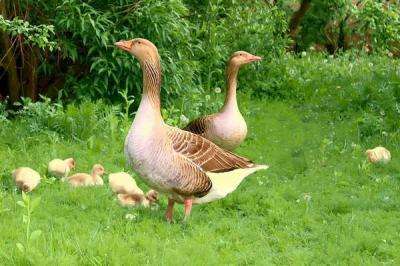 大鵝怎么分公母，圖解告訴你