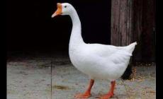 大鵝怎么分公母，公鵝和母鵝的區別圖