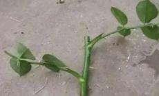 金錢樹怎么扦插 金錢樹扦插的方法