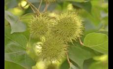 路路通的功效與作用 路路通的功效與作用及副作用