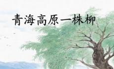 青海高原一株柳作者是誰