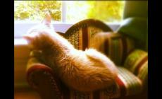 夢到有人想非禮自己并沒有成功 預示著什么