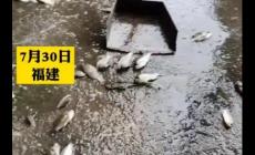 夢見大雨過后到處都是魚不是夢，一段奇妙的經歷