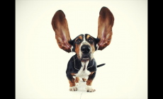 林嘉欣個人資料