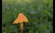 吃菌子了什么意思 女生說(shuō)吃菌子了是什么意思