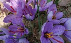 藏紅花種植技術大全 如何種植藏紅花