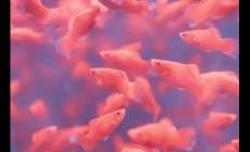 夢見雨后到處好多魚 是什么意思