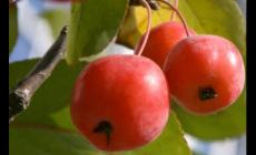 海棠果為什么沒人吃