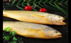 黃魚和黃花魚的區別 他們一樣的嗎？