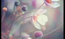 羅字開頭微信名 羅字開頭的好名字