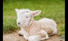 夢到羊是什么意思,夢見羊是什么預兆