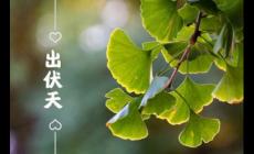 出伏是什么季節2023？出伏要注意什么？