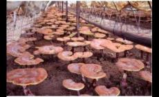 靈芝怎么種植？靈芝種植技術分享