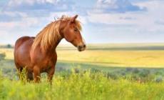 世界上最大的馬 世界上最大的馬是什么