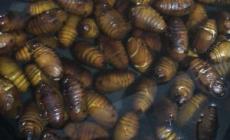 蠶蛹的家常做法 水煮蠶蛹的家常做法