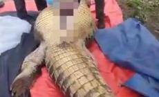 馬來西亞老人失蹤4天在鱷魚胃中發現遺骸 鱷魚超4米重800公斤