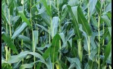 玉米什么時(shí)候打藥防蟲(chóng)最好