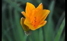 張小斐 - 萱草花歌曲歌詞