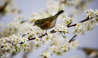 <a href=/shenghuo/000f16f138862f519f24ed5487712fcb.html target=_blank class=infotextkey>驚蟄</a>哪些動物蘇醒 <a href=/shenghuo/000f16f138862f519f24ed5487712fcb.html target=_blank class=infotextkey>驚蟄</a>什么動物蘇醒