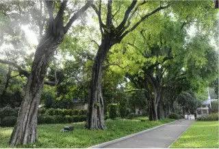 榕樹為何稱為鬼樹?養在家里風水好嗎?