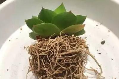 新買回來的多肉苗子怎么修根 剛買回來的多肉如何修根