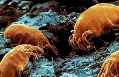 螨蟲造成的皮膚問題有哪些