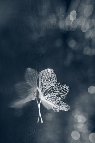 有關(guān)希特勒的最經(jīng)典的電影（十分精湛的7部德國驚世電影）