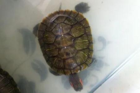 烏龜亞成體是什么意思（什么樣的烏龜算亞成體）