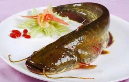 鯰魚到底是吃什么長大的