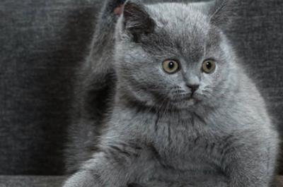 夢到貓是什么意思 夢見貓有何預兆周公解夢