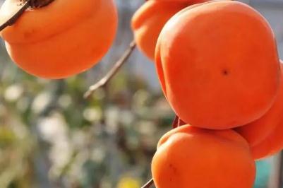 樹上結了四十四個澀柿子繞口令 柿子未成熟的時候吃起來會很澀