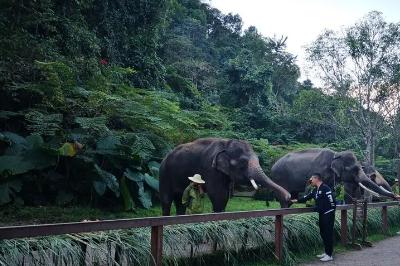 野象谷：西雙版納野象谷_西雙版納旅游攻略